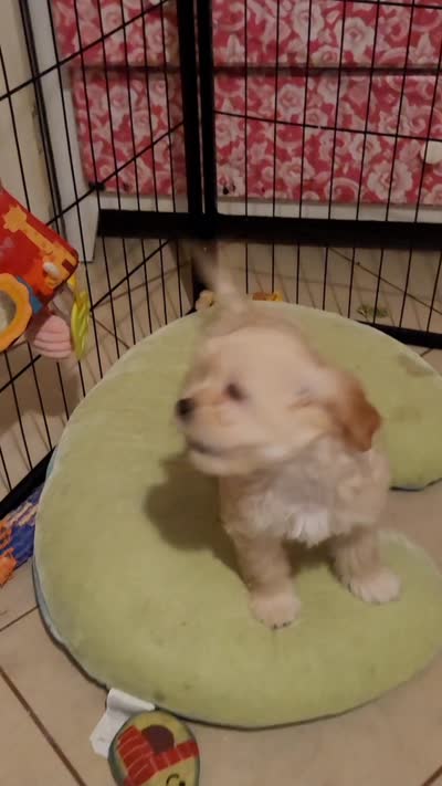 Lhasa puppy - Female, a female Lhasa Apso for sale in Phoenix, AZ – 3 of 5