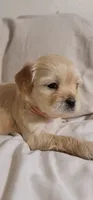 December, a female Lhasa Apso and Poodle - Miniature  for sale in Phoenix, AZ – 4 of 5