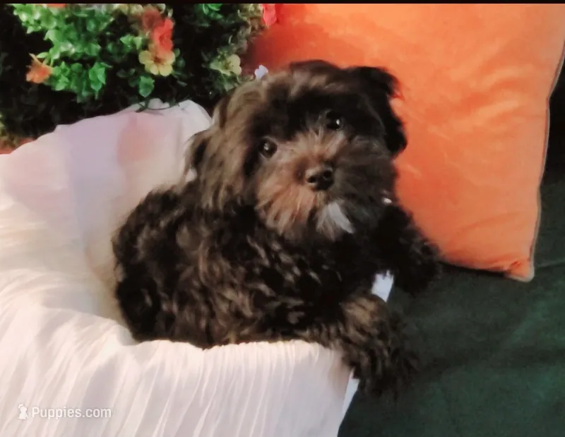 Carmen – Lhasa Apso, Shih Tzu puppy for sale in Phoenix, AZ