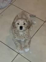 Roosevelt, a male Lhasa Apso and Shih Tzu for sale in Phoenix, AZ – 3 of 3
