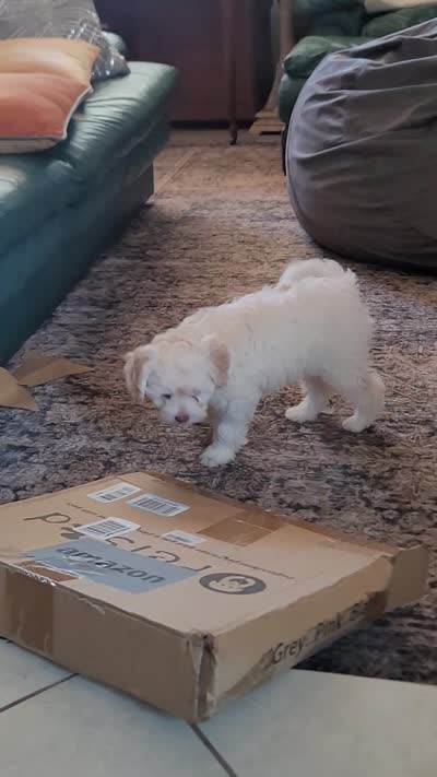 September, a male Lhasa Apso and Poodle - Miniature  for sale in Phoenix, AZ – 8 of 8
