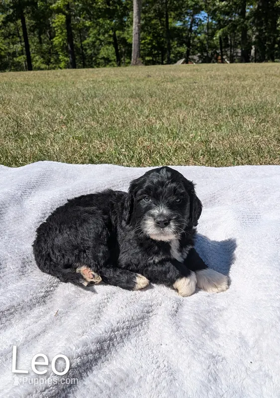 Leo – Bernese Mountain Dog, Portuguese Water Dog puppy for sale in Tryon, NC