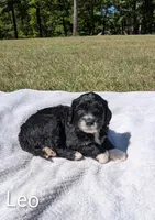 Leo, a male Bernese Mountain Dog and Portuguese Water Dog for sale in Tryon, NC – 2 of 3