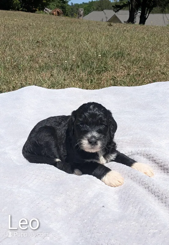 Leo – Bernese Mountain Dog, Portuguese Water Dog puppy for sale in Tryon, NC