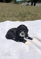 Leo, a male Bernese Mountain Dog and Portuguese Water Dog for sale in Tryon, NC – 3 of 3