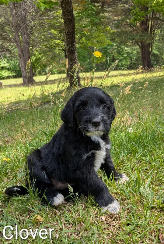 Clover – Bernese Mountain Dog, Portuguese Water Dog puppy for sale in Tryon, NC