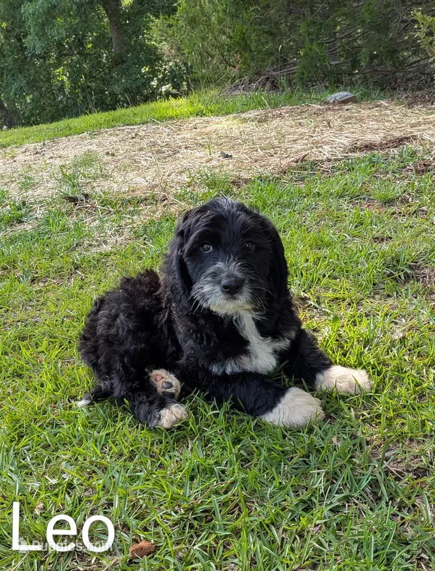 Leo – Bernese Mountain Dog, Portuguese Water Dog puppy for sale in Tryon, NC