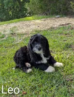 Leo, a male Bernese Mountain Dog and Portuguese Water Dog for sale in Tryon, NC – 6 of 10