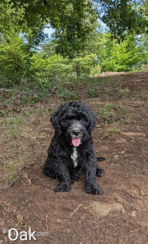 Oak – Bernese Mountain Dog, Portuguese Water Dog puppy for sale in Tryon, NC
