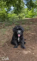 Oak, a male Bernese Mountain Dog and Portuguese Water Dog for sale in Tryon, NC – 4 of 9