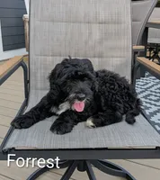 Forrest, a male Bernese Mountain Dog and Portuguese Water Dog for sale in Tryon, NC – 3 of 9