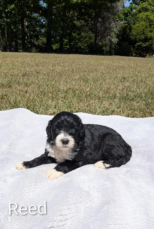 Reed – Bernese Mountain Dog, Portuguese Water Dog puppy for sale in Tryon, NC
