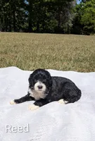 Reed, a male Bernese Mountain Dog and Portuguese Water Dog for sale in Tryon, NC – 4 of 4