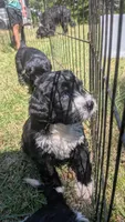 Reed, a male Bernese Mountain Dog and Portuguese Water Dog for sale in Tryon, NC – 3 of 4