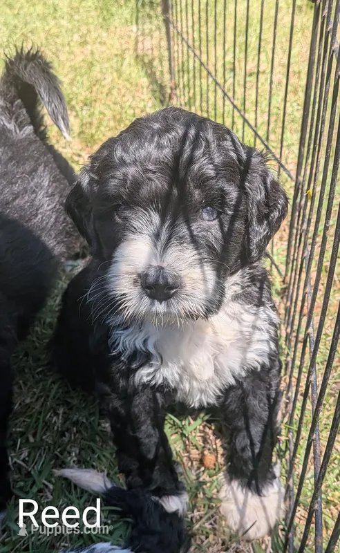 Reed – Bernese Mountain Dog, Portuguese Water Dog puppy for sale in Tryon, NC
