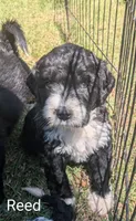 Reed, a male Bernese Mountain Dog and Portuguese Water Dog for sale in Tryon, NC – 2 of 4
