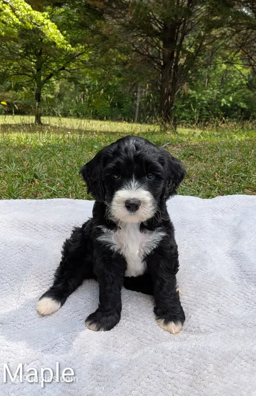 Maple – Bernese Mountain Dog, Portuguese Water Dog puppy for sale in Tryon, NC