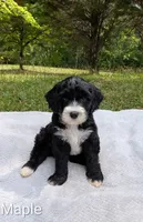 Maple, a female Bernese Mountain Dog and Portuguese Water Dog for sale in Tryon, NC – 1 of 5