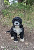 Reed, a male Bernese Mountain Dog and Portuguese Water Dog for sale in Tryon, NC – 8 of 10