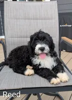 Reed, a male Bernese Mountain Dog and Portuguese Water Dog for sale in Tryon, NC – 4 of 10