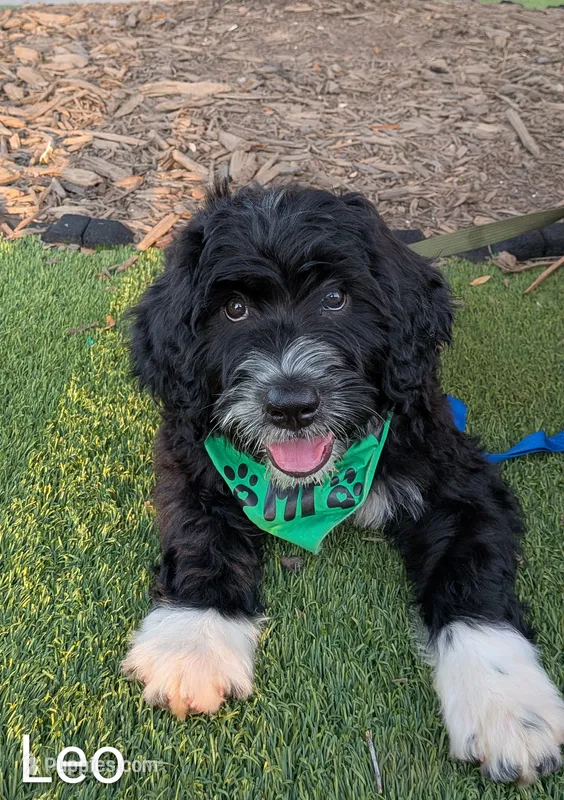 Leo – Bernese Mountain Dog, Portuguese Water Dog puppy for sale in Tryon, NC