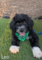 Leo, a male Bernese Mountain Dog and Portuguese Water Dog for sale in Tryon, NC – 1 of 10