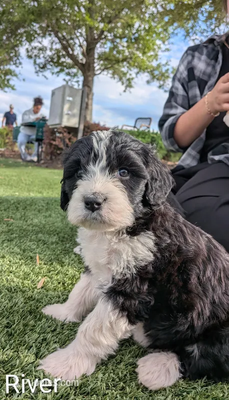 River – Bernese Mountain Dog, Portuguese Water Dog puppy for sale in Tryon, NC