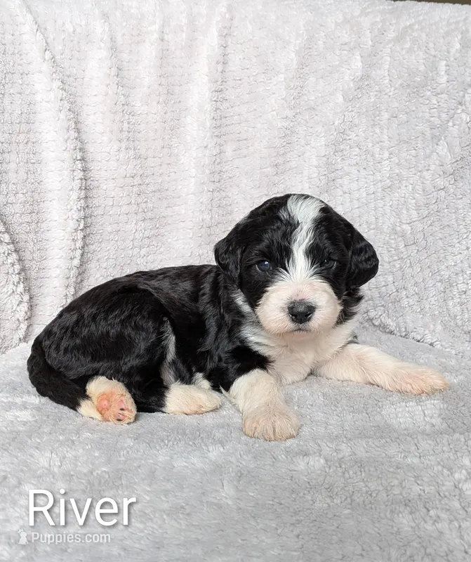 River – Bernese Mountain Dog, Portuguese Water Dog puppy for sale in Tryon, NC