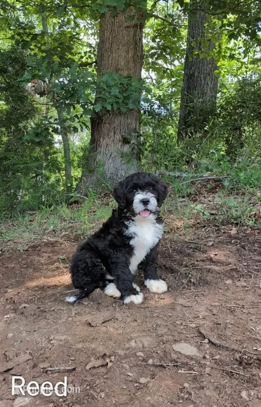 Reed – Bernese Mountain Dog, Portuguese Water Dog puppy for sale in Tryon, NC