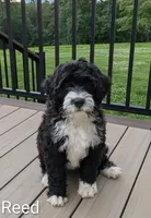 Reed, a male Bernese Mountain Dog and Portuguese Water Dog for sale in Tryon, NC – 3 of 10