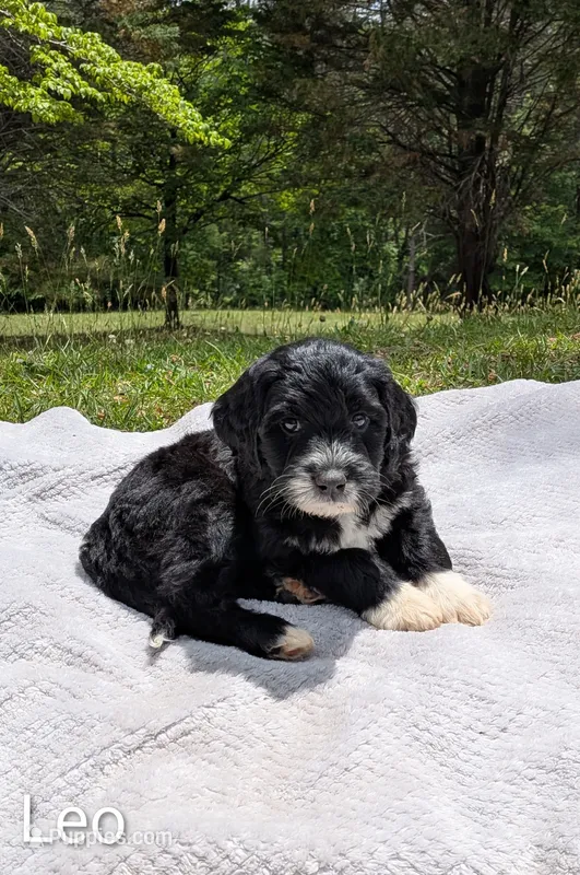 Leo – Bernese Mountain Dog, Portuguese Water Dog puppy for sale in Tryon, NC