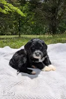 Leo, a male Bernese Mountain Dog and Portuguese Water Dog for sale in Tryon, NC – 1 of 3