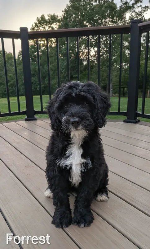 Forrest – Bernese Mountain Dog, Portuguese Water Dog puppy for sale in Tryon, NC
