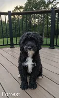 Forrest, a male Bernese Mountain Dog and Portuguese Water Dog for sale in Tryon, NC – 1 of 9