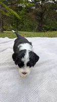 Canyon, a male Bernese Mountain Dog and Portuguese Water Dog for sale in Tryon, NC – 2 of 5
