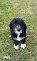Leo, a male Bernese Mountain Dog and Portuguese Water Dog for sale in Tryon, NC – 7 of 10