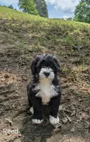 Reed, a male Bernese Mountain Dog and Portuguese Water Dog for sale in Tryon, NC – 7 of 10