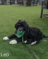 Leo, a male Bernese Mountain Dog and Portuguese Water Dog for sale in Tryon, NC – 2 of 10