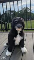 Leo, a male Bernese Mountain Dog and Portuguese Water Dog for sale in Tryon, NC – 4 of 10