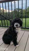 Reed, a male Bernese Mountain Dog and Portuguese Water Dog for sale in Tryon, NC – 5 of 10