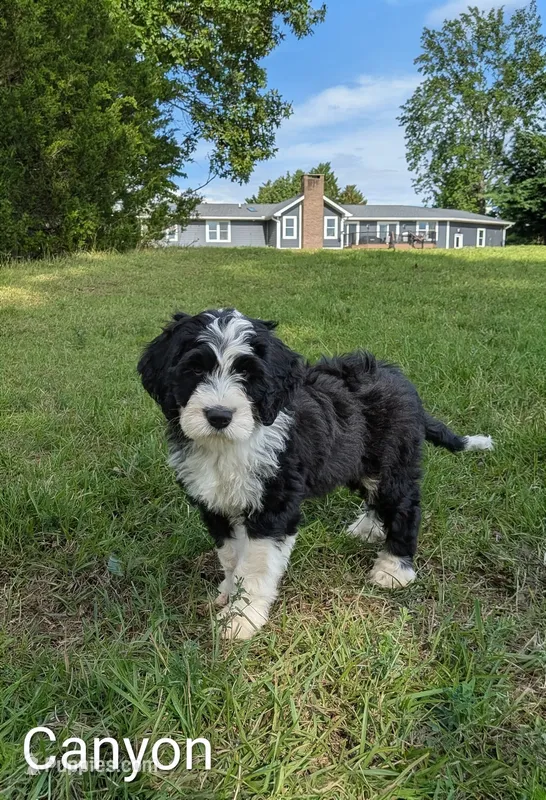Canyon – Bernese Mountain Dog, Portuguese Water Dog puppy for sale in Tryon, NC
