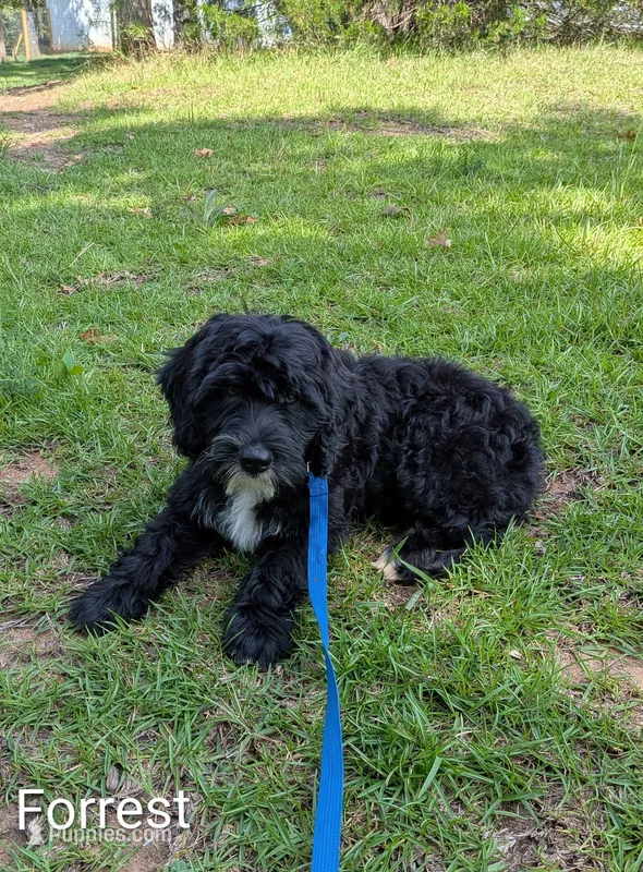 Forrest – Bernese Mountain Dog, Portuguese Water Dog puppy for sale in Tryon, NC