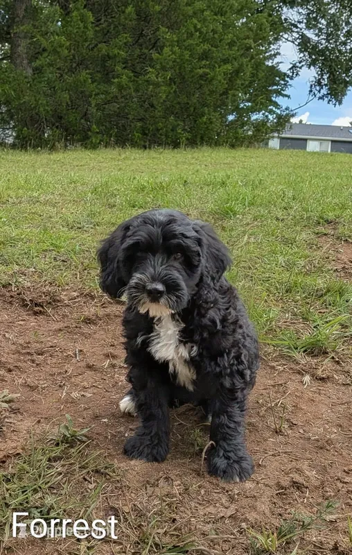 Forrest – Bernese Mountain Dog, Portuguese Water Dog puppy for sale in Tryon, NC