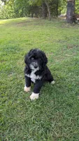 Leo, a male Bernese Mountain Dog and Portuguese Water Dog for sale in Tryon, NC – 8 of 10