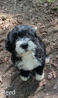 Reed, a male Bernese Mountain Dog and Portuguese Water Dog for sale in Tryon, NC – 9 of 10