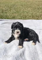 Maple, a female Bernese Mountain Dog and Portuguese Water Dog for sale in Tryon, NC – 2 of 5