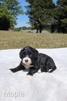 Maple, a female Bernese Mountain Dog and Portuguese Water Dog for sale in Tryon, NC – Photo 1 of 2