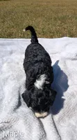 Maple, a female Bernese Mountain Dog and Portuguese Water Dog for sale in Tryon, NC – 3 of 5