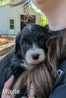 Maple, a female Bernese Mountain Dog and Portuguese Water Dog for sale in Tryon, NC – Photo 2 of 2