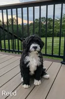 Reed, a male Bernese Mountain Dog and Portuguese Water Dog for sale in Tryon, NC – 1 of 10